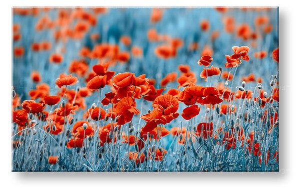 Obraz na stěnu ČERVENÉ KVĚTY_159-11 - 20x30 cm