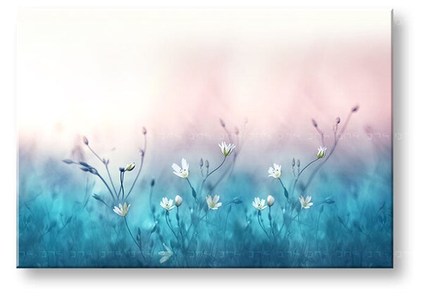 Obraz na stěnu BÍLÉ KVĚTY_156-11 - 20x30 cm