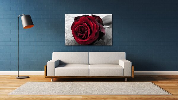 Impresi Obraz Růže na černobílém pozadí - 60 x 40 cm