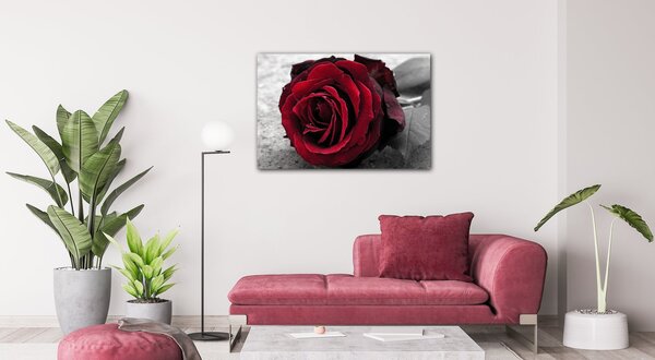 Impresi Obraz Růže na černobílém pozadí - 60 x 40 cm
