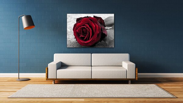 Impresi Obraz Růže na černobílém pozadí - 70 x 50 cm