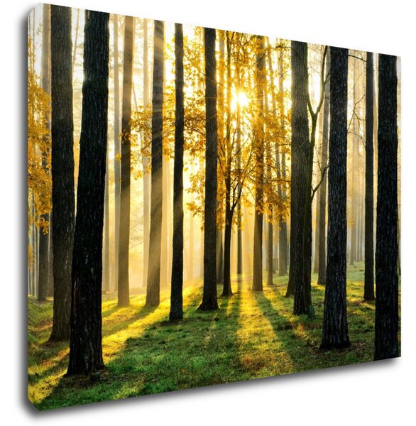 Impresi Obraz Osvícený les - 70 x 50 cm