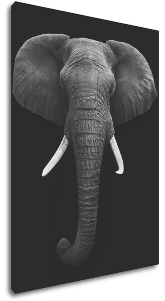 Impresi Obraz Slon černobílý - 50 x 70 cm