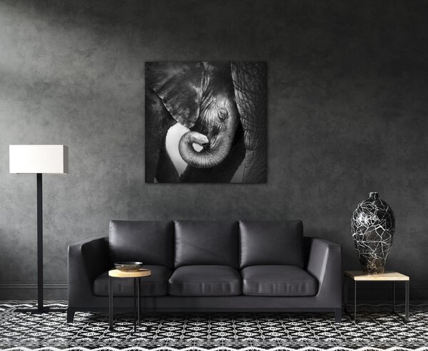 Impresi Obraz Slon černobílý - 50 x 50 cm