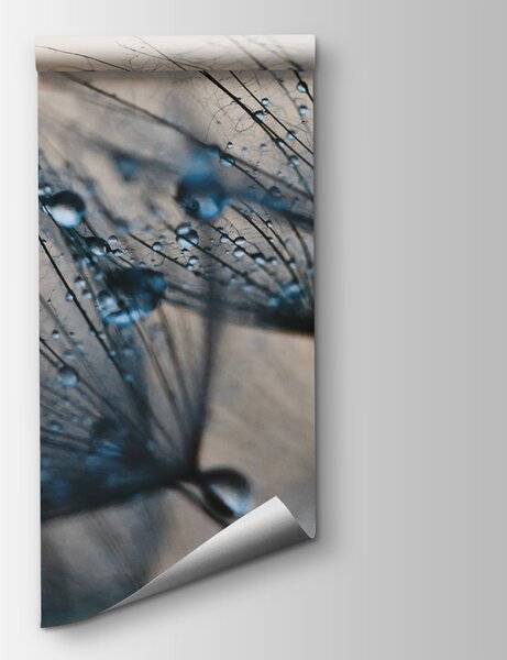 Fototapeta Jemné kapičky na semenech pampelišky, 3D fototapety, Populární fototapety, u57557v1 - Tapeko.co.cz