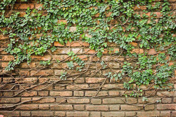 Fototapeta Cihlová zeď, na které roste břečťan, Fototapety s betonovou texturou, Populární fototapety, u53037 - Tapeko.co.cz