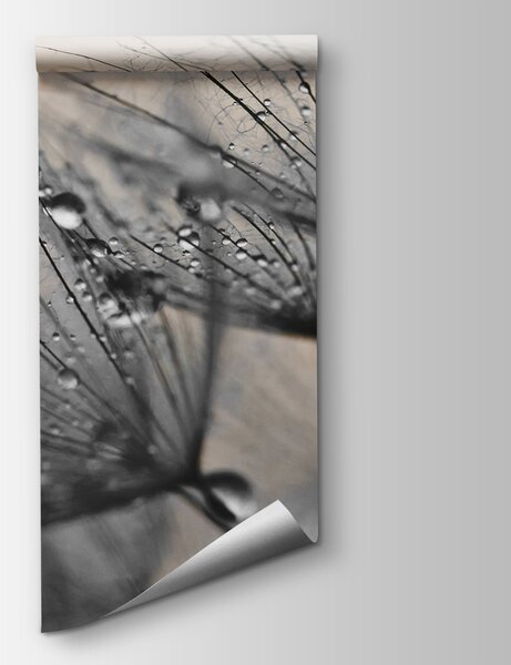 Fototapeta Jemné kapičky na křehkých okvětních lístcích, 3D fototapety, Populární fototapety, u57557v2 - Tapeko.co.cz