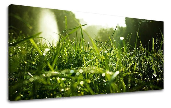 Obraz na stěnu PANORAMA ROSTLINY - 30x60 cm