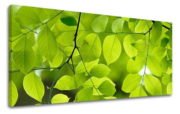 Obraz na stěnu PANORAMA ROSTLINY - 30x60 cm