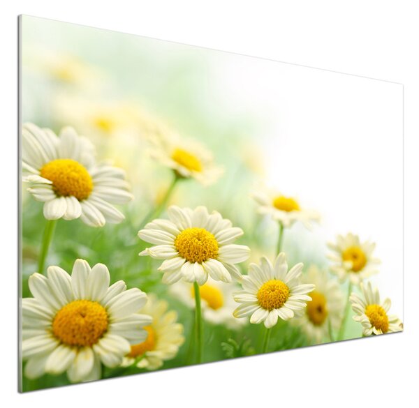 Skleněný panel do kuchynské linky Sedmikrásky pksh-61700448