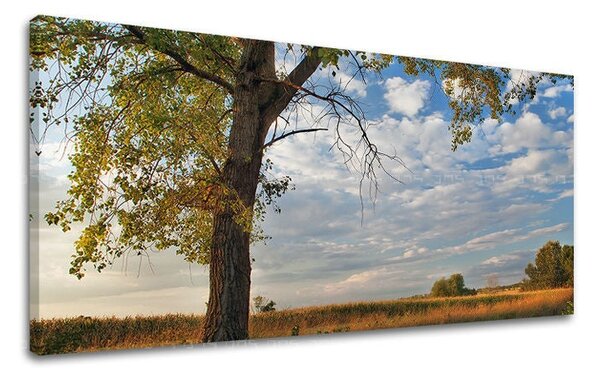 Obraz na stěnu PANORAMA STROMY - 30x60 cm
