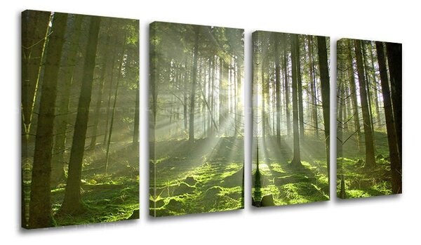4dílný obraz na stěnu STROMY - 80x40 cm