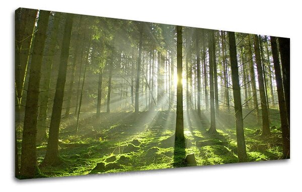 Obraz na stěnu PANORAMA STROMY - 30x60 cm