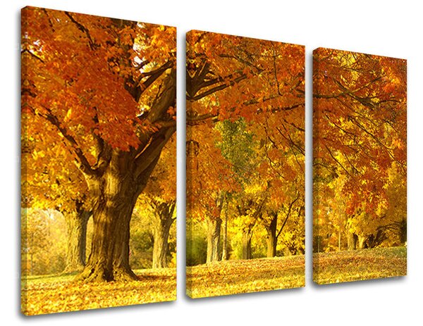 3dílný obraz na stěnu STROMY - 60x40 cm