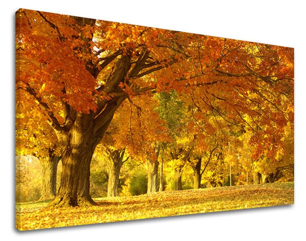 Obraz na stěnu STROMY - 20x30 cm