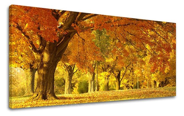Obraz na stěnu PANORAMA STROMY - 30x60 cm