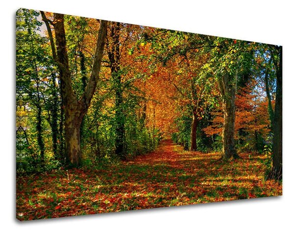 Obraz na stěnu STROMY - 20x30 cm