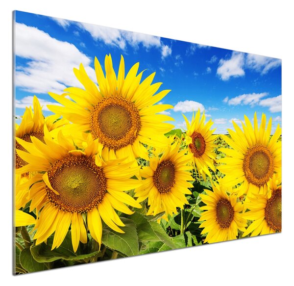 Dekorační panel sklo Slunečníky pksh-62796944