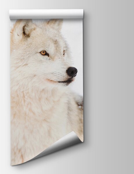 Fototapeta Bílý vlk na sněhu, Moderní fototapety, Populární fototapety, u98189 - Tapeko.co.cz