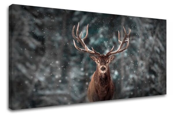 Obraz na stěnu ZVÍŘATA_052-11 - 30x60 cm