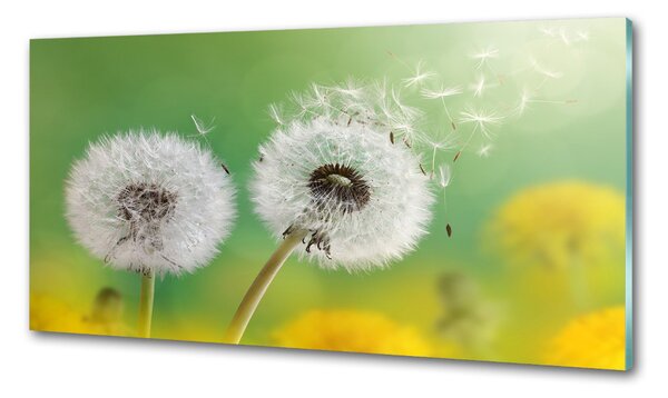 Skleněný panel do kuchynské linky Pampelišky pksh-64415143