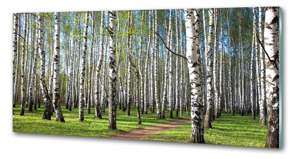 Dekorační panel sklo Břízový les pksh-64516023