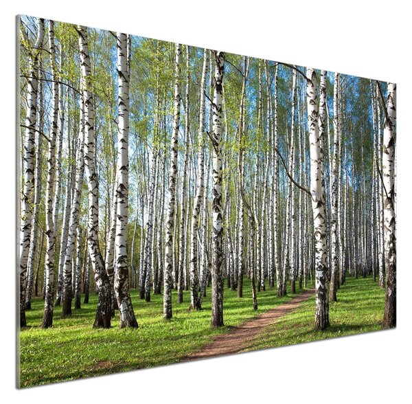 Dekorační panel sklo Břízový les pksh-64516023