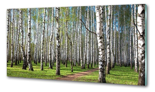 Dekorační panel sklo Břízový les pksh-64516023
