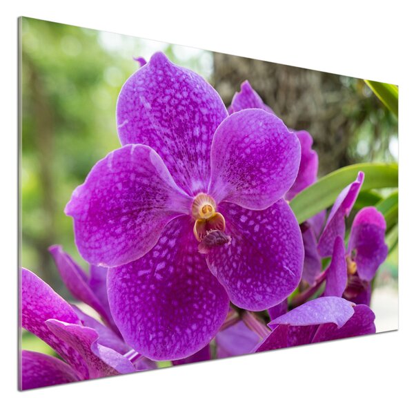 Skleněný panel do kuchynské linky Orchidej pksh-64607986