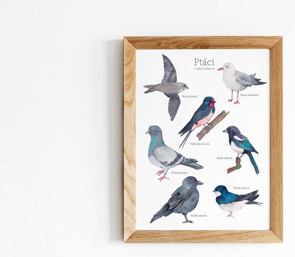 EPipí Plakát - Ptáci v našich městech Rozměr: A4