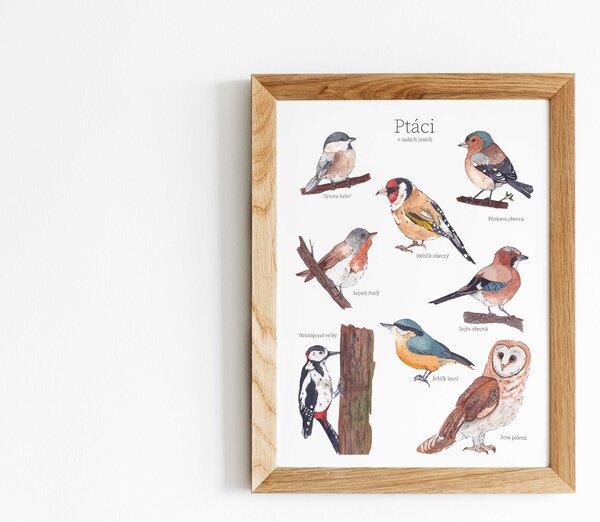 EPipí Plakát - Ptáci našich lesů Rozměr: A4