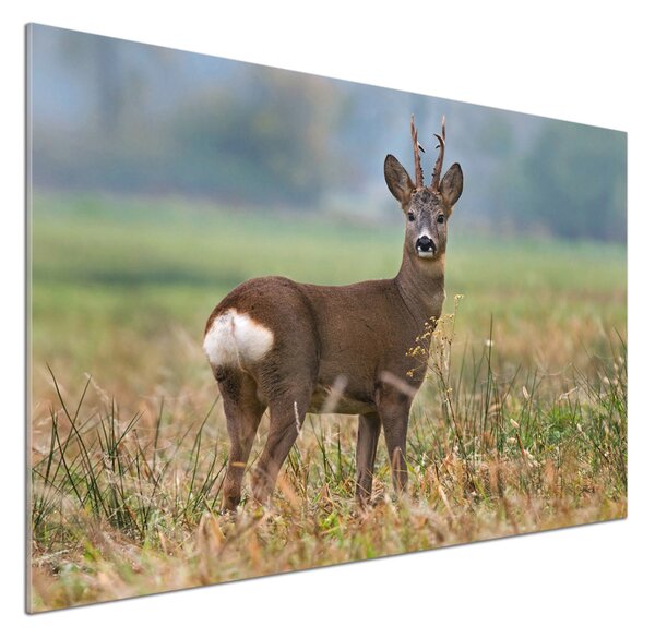 Skleněný panel do kuchyně Srna pksh-65048676