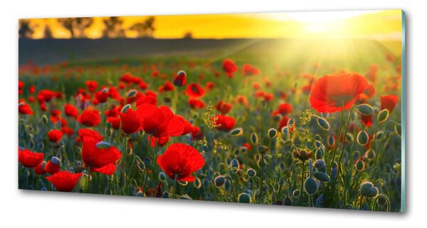 Dekorační panel sklo Pole máků pksh-65460599