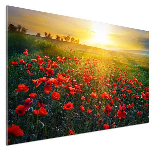 Dekorační panel sklo Pole máků pksh-65609711