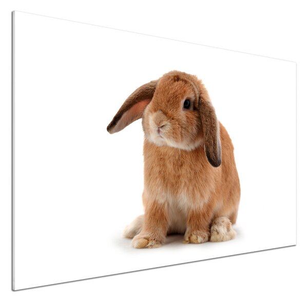 Dekorační panel sklo Červený králík pksh-65984756