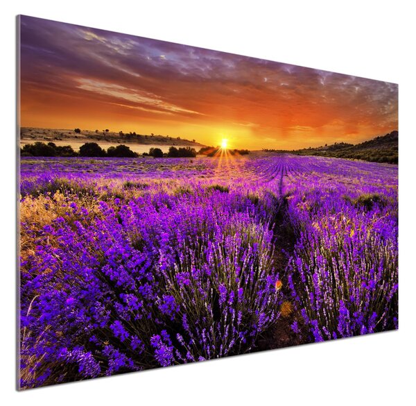 Dekorační panel sklo Pole levandule pksh-66255723