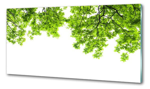 Dekorační panel sklo Listí dubu pksh-66522437