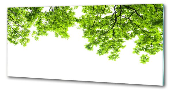 Dekorační panel sklo Listí dubu pksh-66522437