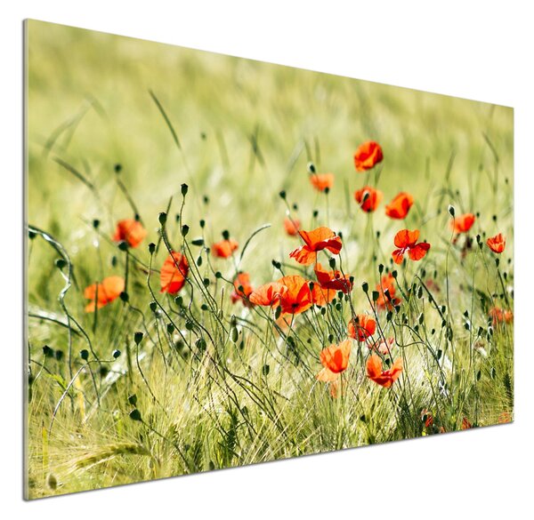 Skleněný panel do kuchyně Máky pksh-66564095