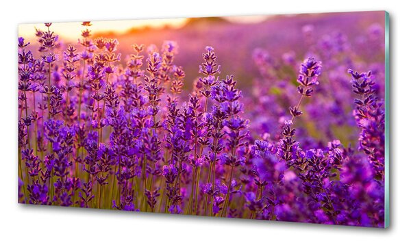 Dekorační panel sklo Pole levandule pksh-66759093