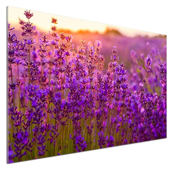 Dekorační panel sklo Pole levandule pksh-66759093