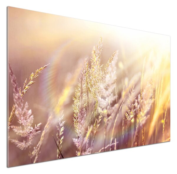Dekorační panel sklo Vysoká tráva pksh-66866961