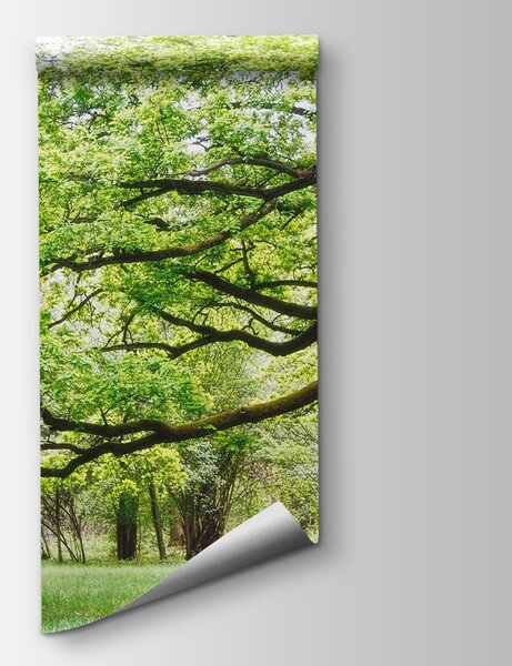 Fototapeta Strom se zelenými listy, Fototapety se stromy, Populární fototapety, u55659 - Tapeko.co.cz