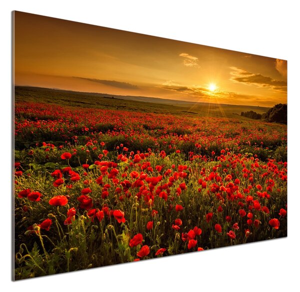 Dekorační panel sklo Pole máků pksh-67034029