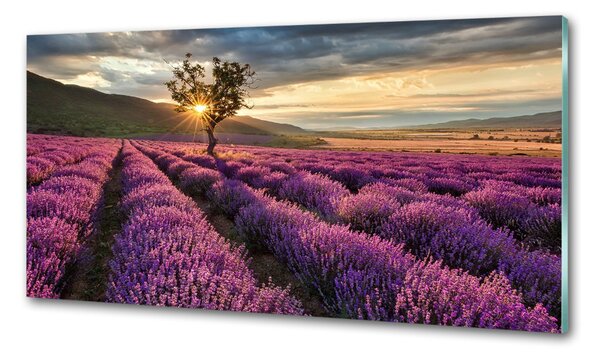 Dekorační panel sklo Pole levandule pksh-67085325