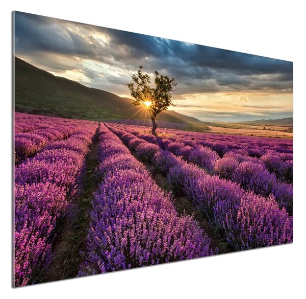 Dekorační panel sklo Pole levandule pksh-67085325