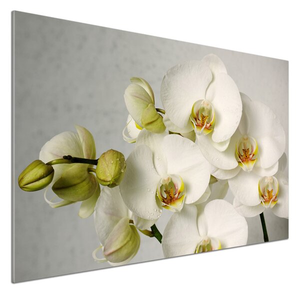 Panel do kuchyně Bílá orchidej pksh-67521473