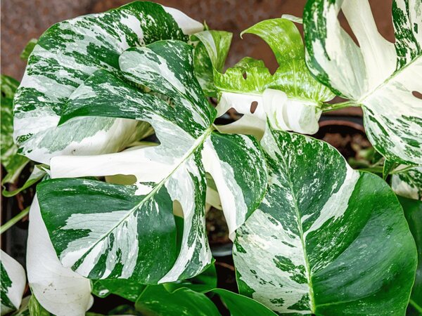 Monstera deliciosa variegata - řízek k zakořenění Monstera skvostná