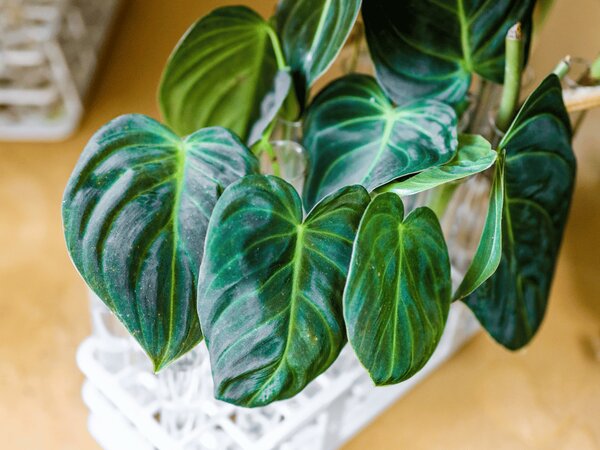 Philodendron Melanochrysum - řízek k zakořenění Filodendron