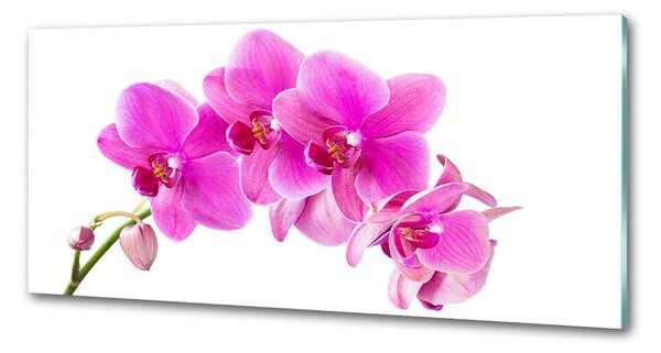 Panel do kuchyně Růžová orchidej pksh-67673367